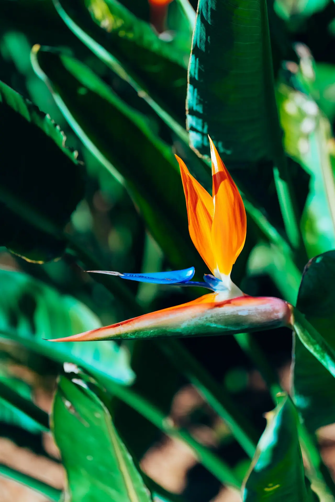Animation à distance jardin créole Martinique - Le Jardin du Diamant